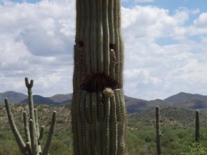 cactus081208a