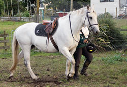 Claire the Mare - The Hobbit