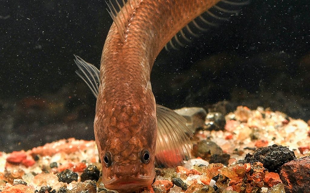 National Geographic reports scientists have discovered a new family of eel-like fish, named dragon snakeheads, living in subterranean waters in India. 