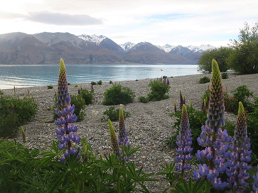 Honorable Mention # 2: Lake Pukaki & Tasman Downs - Not an Alfrid in sight