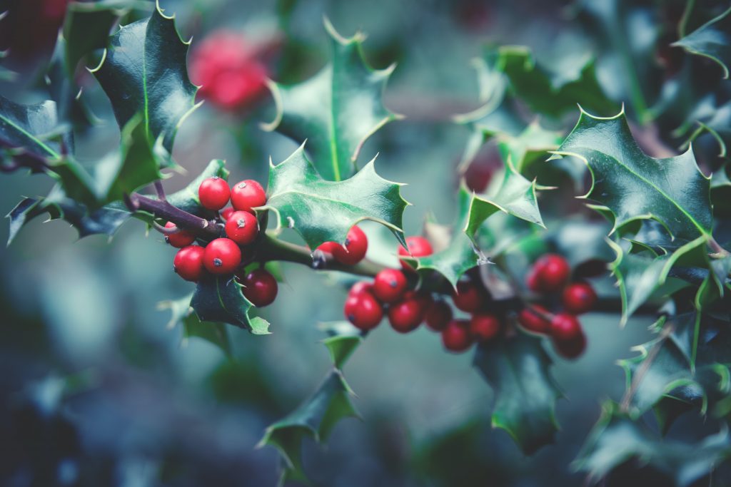 Sprig of holly