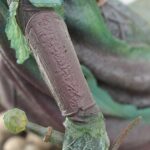 Close-up of a weathered brown carved stick with red decorative engravings, intertwined with green mossy leaves.
