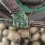 Green gardening glove gripping a rusted metal bar on a fence or gate.